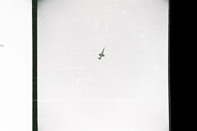 A single bird is captured in flight against a textured, expansive white background, framed by dark vertical borders. The star...