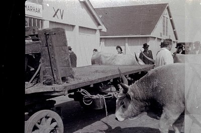 A wooden cart, likely for agricultural use, is pulled by a dark-grey ox. Several formally dressed individuals (men in hats, w...