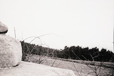 Stone monument edge in foreground frames a winter landscape. Sparse vegetation with thorny branches obscures a dense forest l...