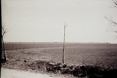 Striking vintage photograph features a solitary, bare tree in a vast, flat landscape. A weathered dirt path leads into the di...
