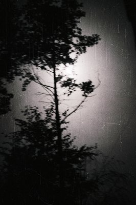 Striking black & white image featuring a tall, silhouetted pine tree against a bright, overexposed sky. The image displays si...