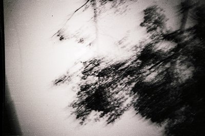 Striking abstract monochrome image. Dense foliage pattern, possibly trees, contrasted against a bright sky. Visible film grai...