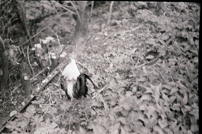 A close-up, monochrome image depicts a single pheasant perched amidst dense, low-lying foliage. The bird's plumage shows a mi...