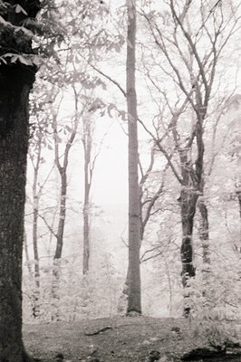 A stark, atmospheric black and white photograph depicts a dense forest scene, likely captured during winter or early spring w...