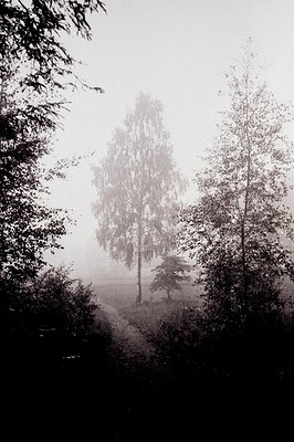 Monochromatic landscape featuring a birch tree emerging from dense fog. Frame of foliage, likely trees, flanks a narrow path ...