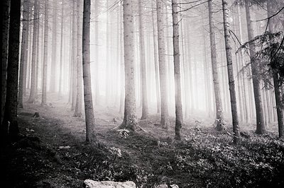A monochrome photograph showcasing a dense, coniferous forest enveloped in thick fog. Tall, slender trees dominate the view, ...