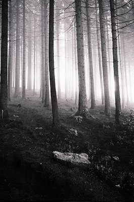 Ethereal monochrome photograph depicting a dense, misty forest. Tall, slender trees dominate, their forms fading into the fog...