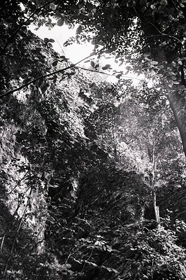 Lush foliage and tangled branches obscure a bright, diffused light source. A textured rock face defines the left side of the ...