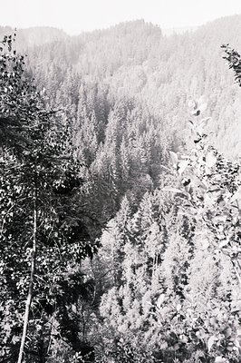 Dense evergreen forest dominates this elevated, black-and-white view. A layered landscape reveals distant peaks through the c...