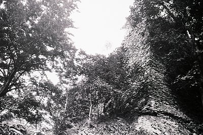 A low-angle view captures a textured stone wall emerging from dense foliage. Lush branches and leaves fill the upper frame, f...