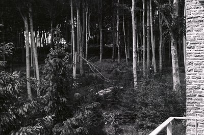 A dense grove of tall, slender trees fills a dark, serene landscape. A stone balustrade edges the right side, contrasting wit...