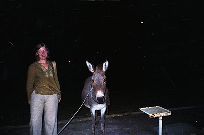 A woman in bell-bottom pants and a patterned sweater stands next to a gray donkey on a leash. The setting appears to be outdo...