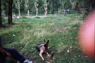 A German Shepherd lies in tall grass within a park setting. Several trees and a glimpse of a person sitting on a bench are vi...