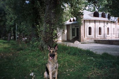 A German Shepherd sits attentively on grassy ground, posed in front of a building with arched windows and a tiled roof. The b...