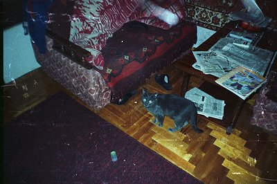 A gray cat stands alert on a parquet floor near a heavily patterned, dark red sofa. A small table is covered in newspaper cli...