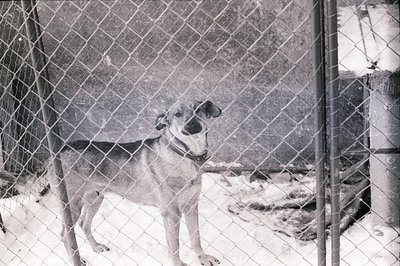 A medium-sized dog with a dark collar stands alert behind a wire fence, likely in a snowy enclosure. Appears to be a mixed br...