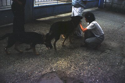 A young man kneels, gently interacting with three black dogs in a gravel yard. The dogs appear to be a mix of breeds, and one...