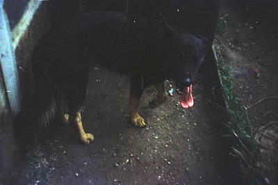 A close-up, low-angle view of a black and tan German Shepherd dog panting in an outdoor setting. The dog’s tongue is extended...