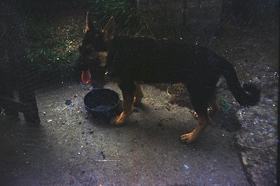 A German Shepherd stands alert, tongue extended, beside a dark-colored metal bowl. The image, likely a snapshot, exhibits gra...
