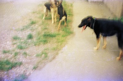 Two dogs, likely German Shepherds, appear mid-stride across a blurred, grassy area. One dog is black and tan, the other predo...