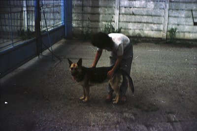 A young person kneels, examining a German Shepherd dog in a paved, enclosed area. The scene features a concrete wall and a me...