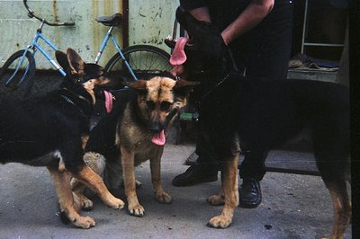 Four German Shepherds stand close together in a courtyard setting, panting. A man in dark trousers and shoes stands partially...