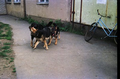 Three German Shepherd dogs run down a paved pathway toward the camera. A blue bicycle leans against a weathered, green-painte...