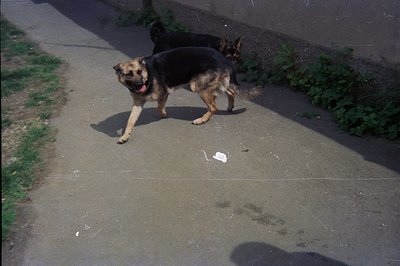 A German Shepherd dog stands on a cracked asphalt surface, partially shaded by foliage. The dog appears alert, with its tongu...