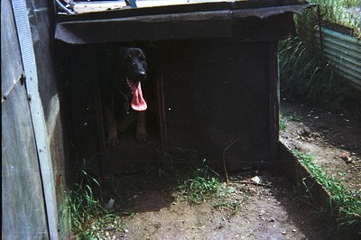 A dark, enclosed space reveals a dog with a pink tongue extended, appearing alert. The structure is wood and corrugated metal...