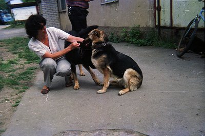 A man kneels, petting two German Shepherd dogs on a concrete surface next to a building. The dogs wear collars; one appears d...