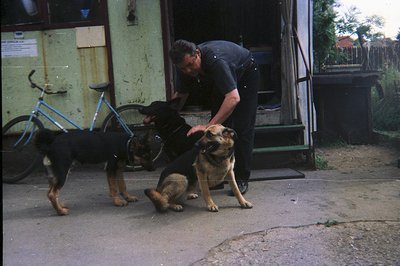 A man in a black t-shirt pets three dogs near a building. Two German Shepherd Dogs are present, along with a mixed breed, all...