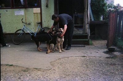A man in black clothing gently restrains two dogs—one black, one tan and black—outside a weathered building. A vintage blue b...