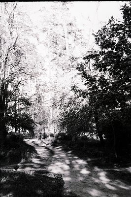 A narrow dirt road winds through a dense, shadowed forest. Tall trees frame the path, dappled with sunlight. Likely a rural o...