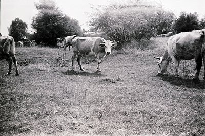 Herd of cattle grazes in a field of tall grass, partially obscured by dense foliage. Black and white photography suggests a m...