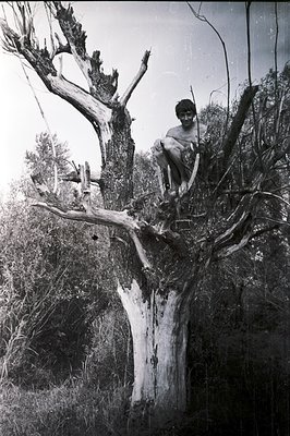 A young man, shirtless, sits perched high on the gnarled branches of a mature tree, amidst dense foliage. The monochrome imag...