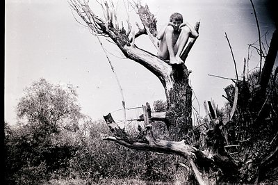 A young boy, partially nude, is perched precariously on a large, gnarled tree branch amidst a dense, overgrown landscape. The...