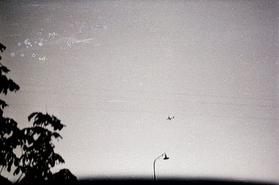 Black foliage silhouettes a bright, slightly grainy sky. Two aircraft, one distant and one closer, fly across the frame. The ...