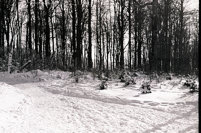 A monochrome image captures a snow-covered forest path. Tall, bare trees frame a winding track deeply imprinted with snowshoe...