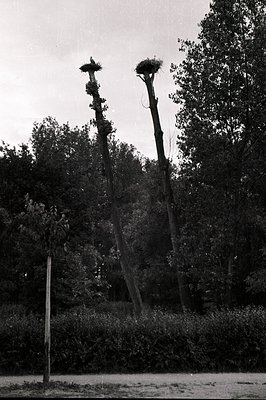 Striking black & white image showcasing several tall, aged tree trunks, likely cut or damaged, now supporting large bird nest...