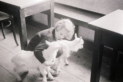 A young boy in a knit sweater interacts with a newborn goat indoors. The setting appears to be a simple room with wooden furn...