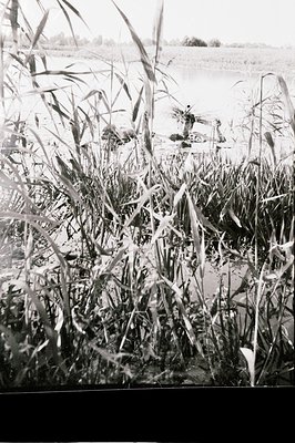 Tall reeds dominate the foreground of this landscape photograph, obscuring a distant body of water and a thin treeline. The b...