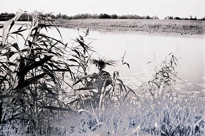 Monochrome view of a wide body of water, likely a lake or marsh, with tall reeds dominating the foreground. A figure is parti...