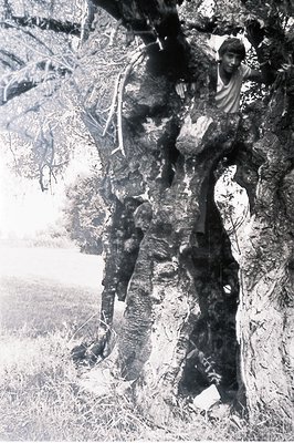 A young person, partially obscured, peeks from within the hollow of a large, aged tree. Tall grasses and foliage fill the bac...