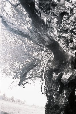 Dramatic, low-angle view of a gnarled tree with sprawling branches against a hazy, overcast sky. Rough bark texture is emphas...