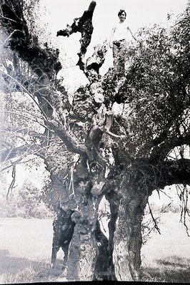 A young person stands atop a large, gnarled tree with exposed roots and thick branches. The image, likely a vintage snapshot,...