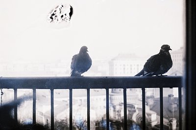 Two pigeons perch atop a metal railing, framed by a window and cityscape visible in the blurred background. The scene conveys...