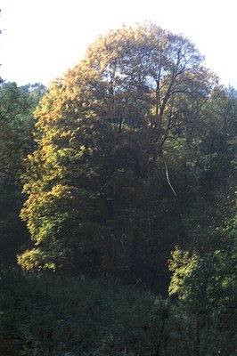 Lush foliage captures late-autumn light. A large deciduous tree dominates the frame, displaying golden-yellow leaves against ...