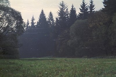 Lush, low-lying meadow leads to a dense evergreen forest. High-tension power lines bisect the scene, likely rural infrastruct...