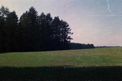 Lush, grassy meadow slopes gently upwards towards a dense grove of evergreen trees. Visible grain and scratches suggest vinta...