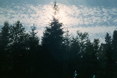 A silhouette of evergreen trees and foliage against a bright, heavily clouded sky. The sun is positioned directly overhead, a...
